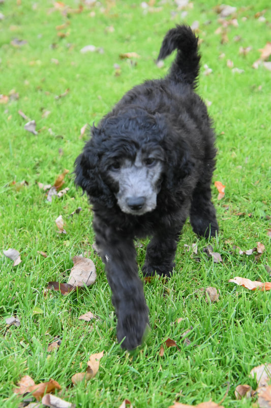 AKC Standard Poodles For Sale Near Green Bay, Wi - TAW Standard Poodle ...