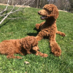 golden doodle puppies poodles for sale near green bay, wi