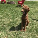 poodles for sale milwaukee