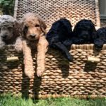 poodles for sale near green bay, wi