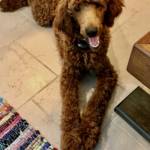 poodles for sale milwaukee