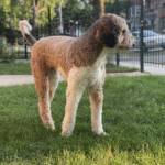 poodles for sale near green bay, wi