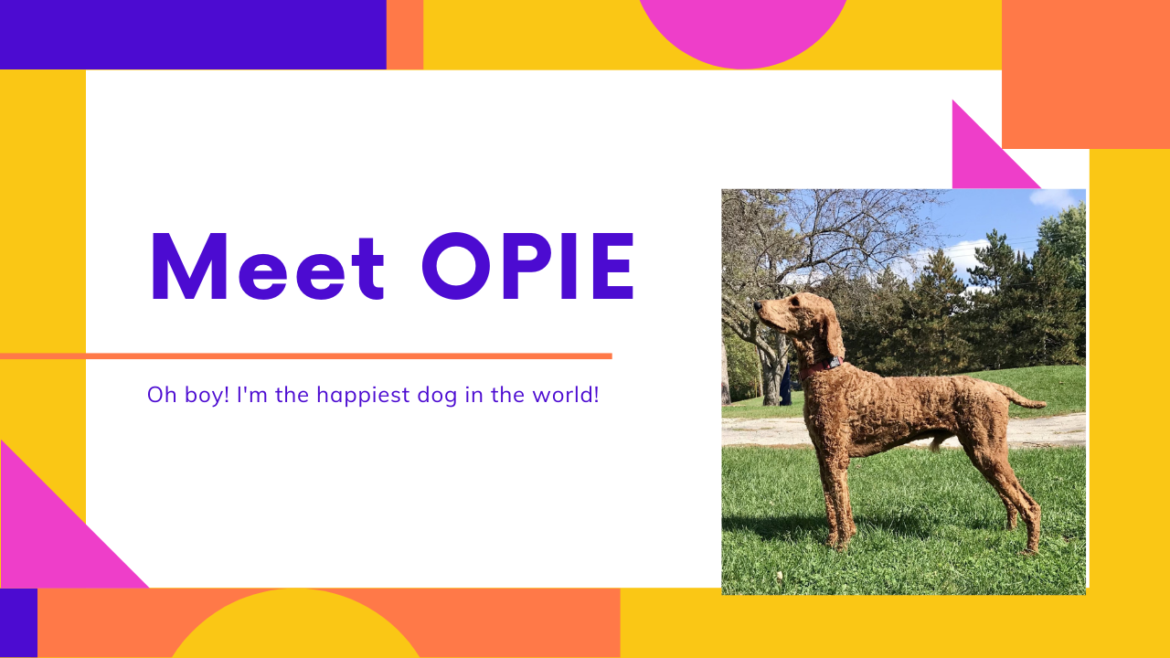 Meet Opie – Poodles for Sale in Wisconsin (VIDEO)