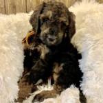 poodles for sale near green bay wi